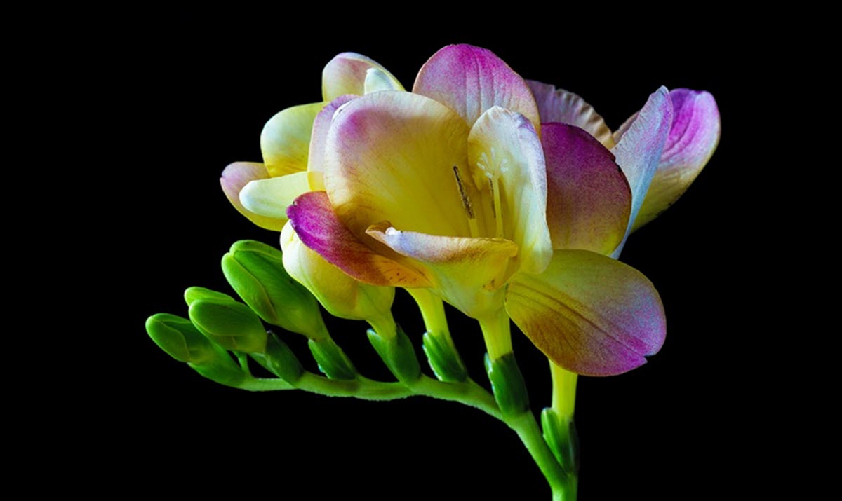 Freesia | Trädgårdsväxter.com